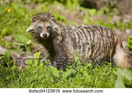 Raccoon Dog (Nyctereutes procyonoides), captive, Lower Saxony, Germany, Europe View Large Photo Image Stock Photo - Raccoon Dog (Nyctereutes procyonoides), captive, Lower Saxony, Germany, Europe. Fotosearch