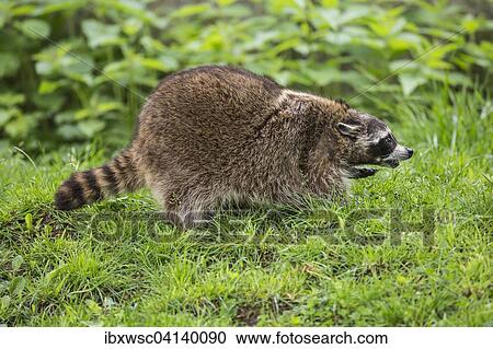 Raccoon (Procyon lotor), captive, Saarland, Germany, Europe View Large Photo Image Stock Image - Raccoon (Procyon lotor), captive, Saarland, Germany, Europe. Fotosearch