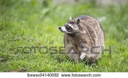 Raccoon (Procyon lotor), captive, Saarland, Germany, Europe View Large Photo Image Stock Image - Raccoon (Procyon lotor), captive, Saarland, Germany, Europe. Fotosearch