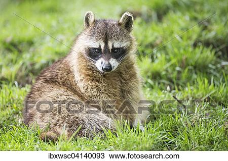 Stock Image - Raccoon (Procyon lotor), captive, Saarland, Germany, Europe. Fotosearch