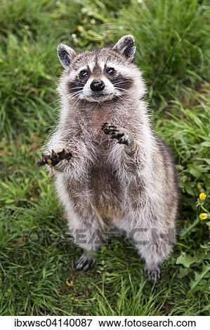 Raccoon (Procyon lotor), captive, Saarland, Germany, Europe View Large Photo Image Stock Photo - Raccoon (Procyon lotor), captive, Saarland, Germany, Europe. Fotosearch