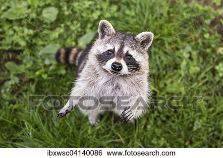 Raccoon (Procyon lotor), captive, Saarland, Germany, Europe View Large Photo Image Stock Photograph - Raccoon (Procyon lotor), captive, Saarland, Germany, Europe. Fotosearch