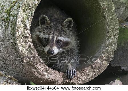 Raccoon (Procyon lotor) in concrete pipe, captive, Saarland, Germany, Europe View Large Photo Image Picture - Raccoon (Procyon lotor) in concrete pipe, captive, Saarland, Germany, Europe. Fotosearch