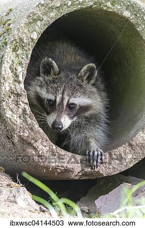 Stock Image - Raccoon (Procyon lotor) in concrete pipe, captive, Saarland, Germany, Europe. Fotosearch