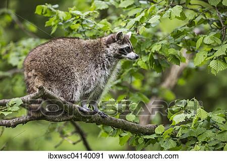 Raccoon (Procyon lotor) sitting in a tree, captive, Saarland, Germany, Europe View Large Photo Image Stock Image - Raccoon (Procyon lotor) sitting in a tree, captive, Saarland, Germany, Europe. Fotosearch