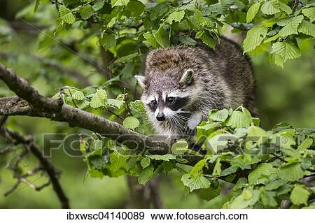 Stock Photo - Raccoon (Procyon lotor) sitting in a tree, captive, Saarland, Germany, Europe. Fotosearch