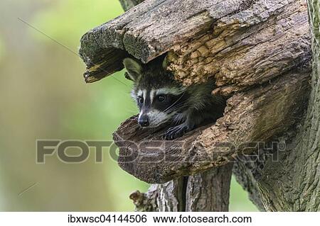 Raccoon (Procyon lotor) sitting in hollow tree trunk, captive, Saarland, Germany, Europe View Large Photo Image Stock Photograph - Raccoon (Procyon lotor) sitting in hollow tree trunk, captive, Saarland, Germany, Europe. Fotosearch