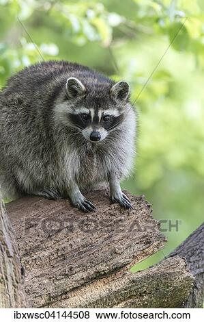 Raccoon (Procyon lotor) sitting on tree, captive, Saarland, Germany, Europe View Large Photo Image Stock Photo - Raccoon (Procyon lotor) sitting on tree, captive, Saarland, Germany, Europe. Fotosearch