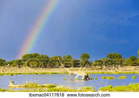 Rainbow over a waterhole, Etosha National Park, Namibia, Africa View Large Photo Image Stock Photo - Rainbow over a waterhole, Etosha National Park, Namibia, Africa. Fotosearch