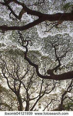 Raintree (Samanea saman), Kochi, Cochin, Kerala, India, Asia View Large Photo Image Stock Photo - Raintree (Samanea saman), Kochi, Cochin, Kerala, India, Asia. Fotosearch