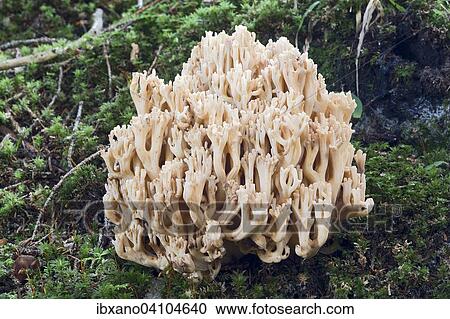 Stock Image - Ramaria mairei or Ramaria pallida, coral fungus, Tyrol, Austria, Europe. Fotosearch