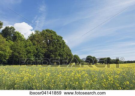 Stock Photo - Rape field at the edge of a wood, Putbus, Rugen, Mecklenburg-Western Pomerania, Germany, Europe. Fotosearch