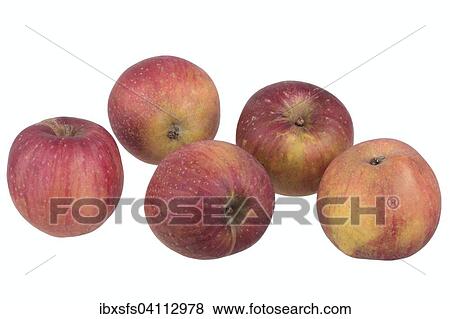 Red apple Red Eiserapfel View Large Photo Image Stock Photo - Red apple Red Eiserapfel. Fotosearch