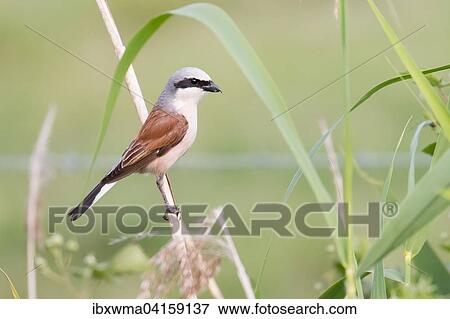 Red-backed Shrike (Lanius collurio), male on reed, Lower Saxony, Germany, Europe View Large Photo Image Stock Photo - Red-backed Shrike (Lanius collurio), male on reed, Lower Saxony, Germany, Europe. Fotosearch