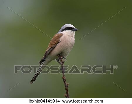 Red-backed shrike sitting on branch (Lanius collurio), Eifel, Rhineland-Palatinate, Germany, Europe View Large Photo Image Picture - Red-backed shrike sitting on branch (Lanius collurio), Eifel, Rhineland-Palatinate, Germany, Europe. Fotosearch