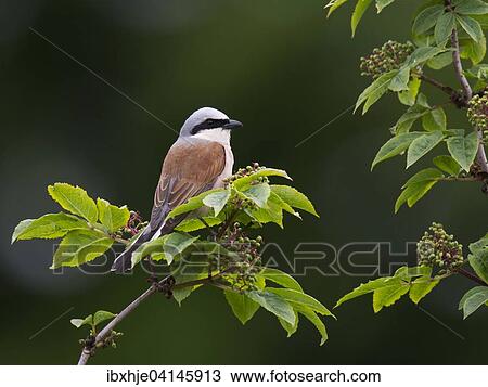 Stock Image - Red-backed shrike sitting on branch (Lanius collurio), Eifel, Rhineland-Palatinate, Germany, Europe. Fotosearch