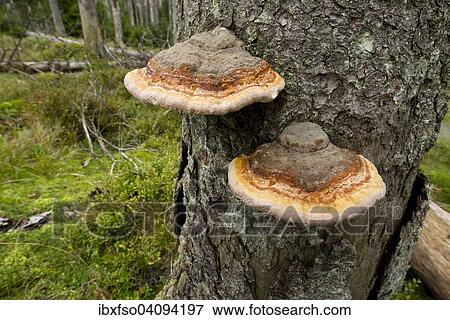 Stock Photo - Red-belted Bracket or Red-Belt Conk (Fomitopsis pinicola), Harz National Park, Lower Saxony, Germany, Europe. Fotosearch
