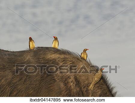 Red-billed Oxpecker (Buphagus erythrorhynchus), on the back of a Cape Buffalo (Syncerus caffer caffer), Chobe National Park, Botswana, Africa View Large Photo Image Stock Photography - Red-billed Oxpecker (Buphagus erythrorhynchus), on the back of a Cape Buffalo (Syncerus caffer caffer), Chobe National Park, Botswana, Africa. Fotosearch