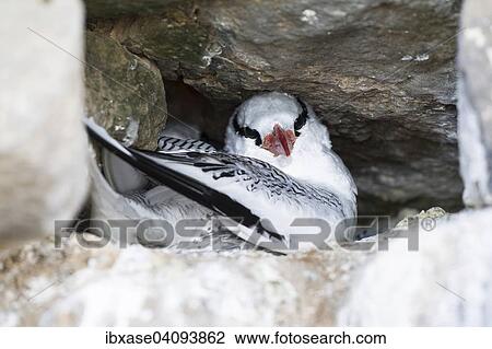 Stock Image - Red-billed Tropic Bird (Phaethon aethereus), adult in nesting hole, Iles des Madeleines, Dakar, Senegal, Africa. Fotosearch