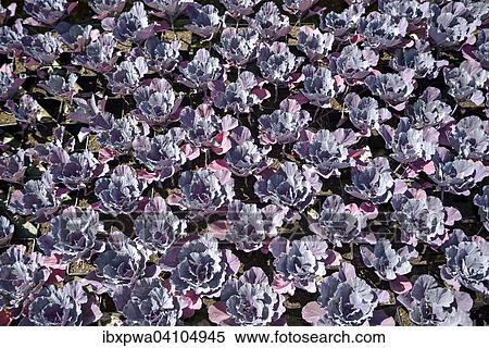 Red cabbage (Brassica oleracea convar. Capitata var. Rubra L. ) bed, Nantes, France, Europe View Large Photo Image Stock Photography - Red cabbage (Brassica oleracea convar. Capitata var. Rubra L. ) bed, Nantes, France, Europe. Fotosearch