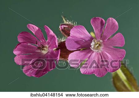 Picture - Red Campion (Silene dioica), flowers, Baden-Wurttemberg, Germany, Europe. Fotosearch