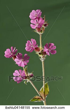 Red Campion (Silene dioica), Baden-Wurttemberg, Germany, Europe View Large Photo Image Stock Photography - Red Campion (Silene dioica), Baden-Wurttemberg, Germany, Europe. Fotosearch