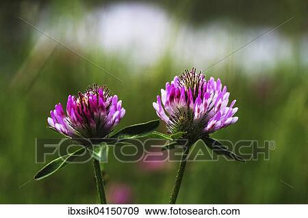 Red Clover (Trifolium pratense), Baden-Wurttemberg, Germany, Europe View Large Photo Image Stock Photo - Red Clover (Trifolium pratense), Baden-Wurttemberg, Germany, Europe. Fotosearch