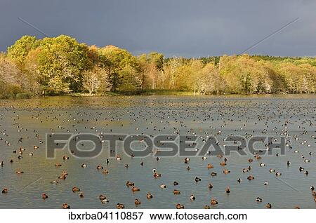 Red-crested Pochards (Netta rufina) and Common Pochards (Aythya ferina) resting on a lake in the Muritz National Park, Mecklenburg-Western Pomerania, Germany, Europe View Large Photo Image Stock Photo - Red-crested Pochards (Netta rufina) and Common Pochards (Aythya ferina) resting on a lake in the Muritz National Park, Mecklenburg-Western Pomerania, Germany, Europe. Fotosearch