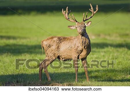 Red Deer (Cervus elaphus) covered with mud, exiting a muddy pool, captive, Bavaria, Germany, Europe View Large Photo Image Stock Image - Red Deer (Cervus elaphus) covered with mud, exiting a muddy pool, captive, Bavaria, Germany, Europe. Fotosearch