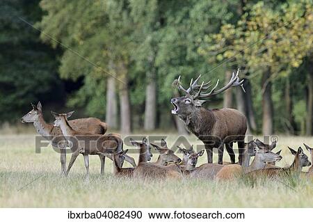 Red deer (Cervus elaphus), herd with bugling stag in rutting season, captive, North Rhine-Westphalia, Germany, Europe View Large Photo Image Stock Image - Red deer (Cervus elaphus), herd with bugling stag in rutting season, captive, North Rhine-Westphalia, Germany, Europe. Fotosearch