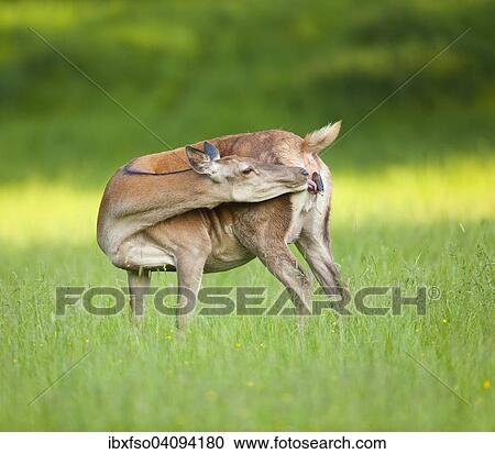 Red Deer (Cervus elaphus), hind shortly before the birth of a calf, captive, Bavaria, Germany, Europe View Large Photo Image Stock Image - Red Deer (Cervus elaphus), hind shortly before the birth of a calf, captive, Bavaria, Germany, Europe. Fotosearch