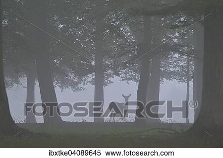 Red Deer (Cervus elaphus), hind, with autumn fog, captive, Baden-Wurttemberg, Germany, Europe View Large Photo Image Stock Photography - Red Deer (Cervus elaphus), hind, with autumn fog, captive, Baden-Wurttemberg, Germany, Europe. Fotosearch