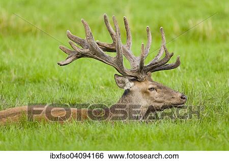 Red Deer (Cervus elaphus) in velvet antler lying in a muddy pool, captive, Bavaria, Germany, Europe View Large Photo Image Stock Photograph - Red Deer (Cervus elaphus) in velvet antler lying in a muddy pool, captive, Bavaria, Germany, Europe. Fotosearch