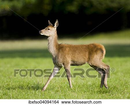 Red Deer (Cervus elaphus), older fawn, captive, Bavaria, Germany, Europe View Large Photo Image Picture - Red Deer (Cervus elaphus), older fawn, captive, Bavaria, Germany, Europe. Fotosearch