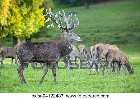 Red Deer (Cervus elaphus), stag and hinds, captive, Bavaria, Germany, Europe View Large Photo Image Stock Photo - Red Deer (Cervus elaphus), stag and hinds, captive, Bavaria, Germany, Europe. Fotosearch
