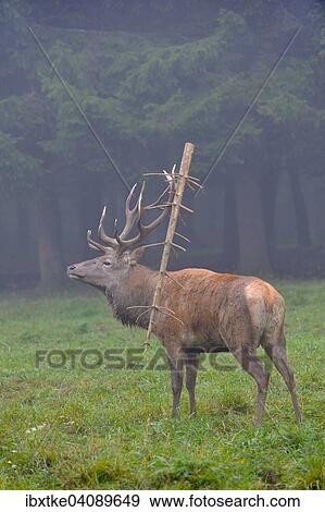 Red Deer (Cervus elaphus), stag in autumn with a branch stuck to its antlers, captive, Baden-Wurttemberg, Germany, Europe View Large Photo Image Stock Photo - Red Deer (Cervus elaphus), stag in autumn with a branch stuck to its antlers, captive, Baden-Wurttemberg, Germany, Europe. Fotosearch