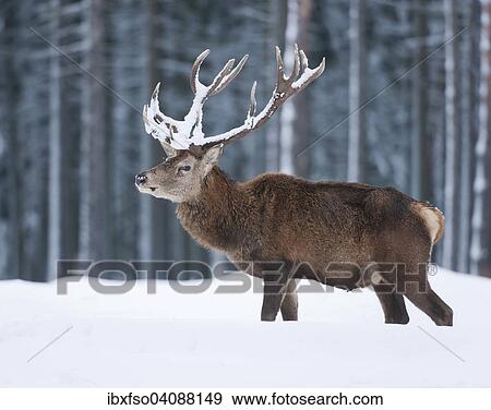 Red Deer (Cervus elaphus), stag with snow-covered antlers, captive, Saxony, Germany, Europe View Large Photo Image Stock Photo - Red Deer (Cervus elaphus), stag with snow-covered antlers, captive, Saxony, Germany, Europe. Fotosearch