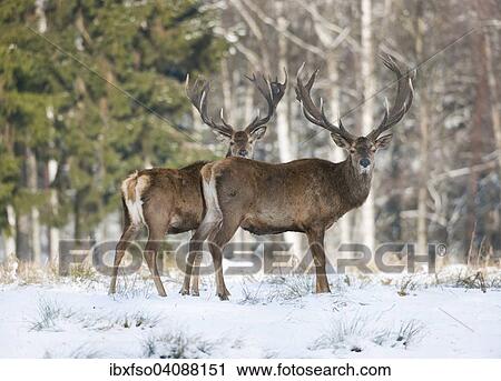 Red Deer (Cervus elaphus), stags in the snow, captive, Saxony, Germany, Europe View Large Photo Image Stock Image - Red Deer (Cervus elaphus), stags in the snow, captive, Saxony, Germany, Europe. Fotosearch
