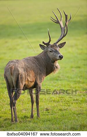 Stock Photo - Red Deer (Cervus elaphus) with abnormal antlers after injury to the velvet, captive, Bavaria, Germany, Europe. Fotosearch