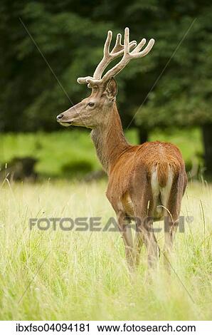 Red Deer (Cervus elaphus), young deer in velvet standing in a meadow, captive, Bavaria, Germany, Europe View Large Photo Image Stock Image - Red Deer (Cervus elaphus), young deer in velvet standing in a meadow, captive, Bavaria, Germany, Europe. Fotosearch