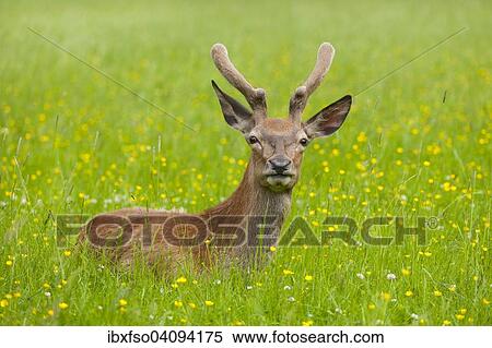 Red Deer (Cervus elaphus), young deer in velvet, resting in a meadow, captive, Bavaria, Germany, Europe View Large Photo Image Stock Photography - Red Deer (Cervus elaphus), young deer in velvet, resting in a meadow, captive, Bavaria, Germany, Europe. Fotosearch