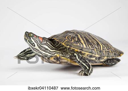 Stock Photo - Red-eared slider (Trachemys scripta elegans). Fotosearch