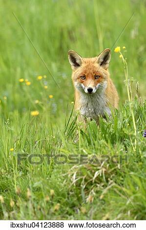 Red fox (Vulpes vulpes), Canton of Zurich, Switzerland, Europe View Large Photo Image Stock Photo - Red fox (Vulpes vulpes), Canton of Zurich, Switzerland, Europe. Fotosearch