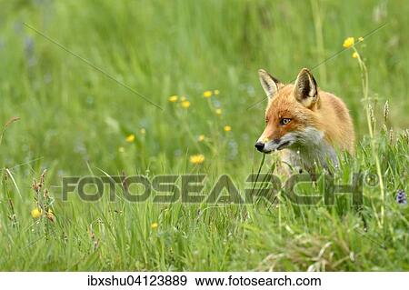 Stock Photo - Red fox (Vulpes vulpes), Canton of Zurich, Switzerland, Europe. Fotosearch