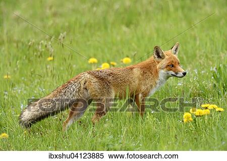 Red fox (Vulpes vulpes), Canton of Zurich, Switzerland, Europe View Large Photo Image Stock Photography - Red fox (Vulpes vulpes), Canton of Zurich, Switzerland, Europe. Fotosearch