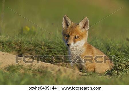 Stock Image - Red Fox (Vulpes vulpes), cub at the burrow, Hesse, Germany, Europe. Fotosearch