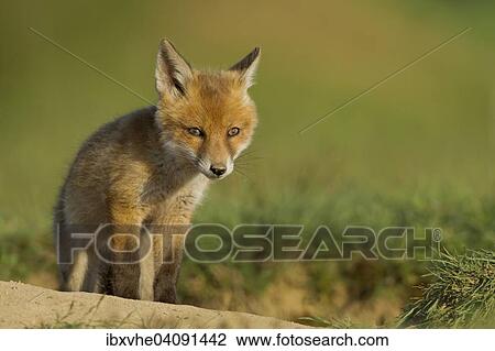 Red Fox (Vulpes vulpes), cub at the burrow, Hesse, Germany, Europe View Large Photo Image Stock Image - Red Fox (Vulpes vulpes), cub at the burrow, Hesse, Germany, Europe. Fotosearch