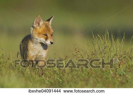 Red Fox (Vulpes vulpes), cub in a meadow, Hesse, Germany, Europe View Large Photo Image Picture - Red Fox (Vulpes vulpes), cub in a meadow, Hesse, Germany, Europe. Fotosearch