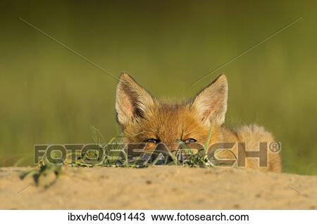 Stock Image - Red Fox (Vulpes vulpes), cub resting at the burrow, Hesse, Germany, Europe. Fotosearch