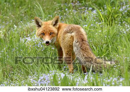 Stock Image - Red fox (Vulpes vulpes) in a flower meadow, Canton of Zurich, Switzerland, Europe. Fotosearch